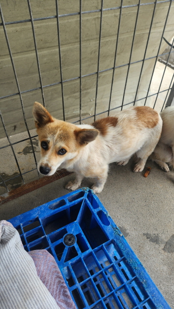 익산유기동물보호소_445468202401812